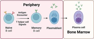 Understanding humoral immunity and multiple sclerosis severity in Black, and Latinx patients